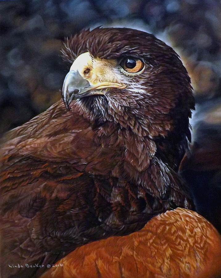 Sig the Harris Hawk Painting by Linda Becker