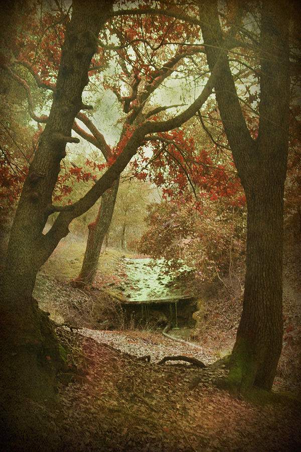 Sighs of Love Photograph by Laurie Search Sighs of Love Photograph by Laurie Search