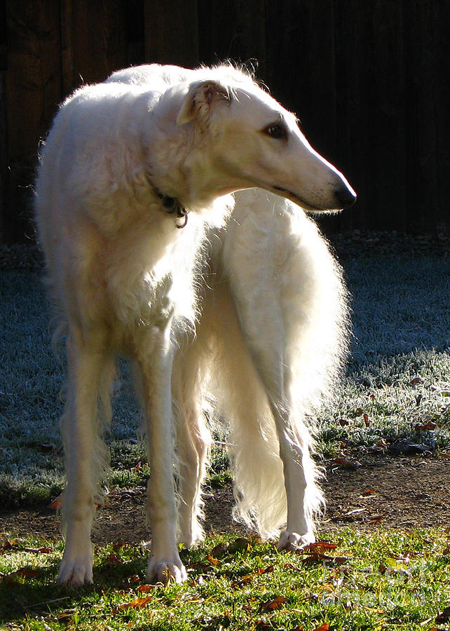 Sighthound Photograph by Deborah Johnson