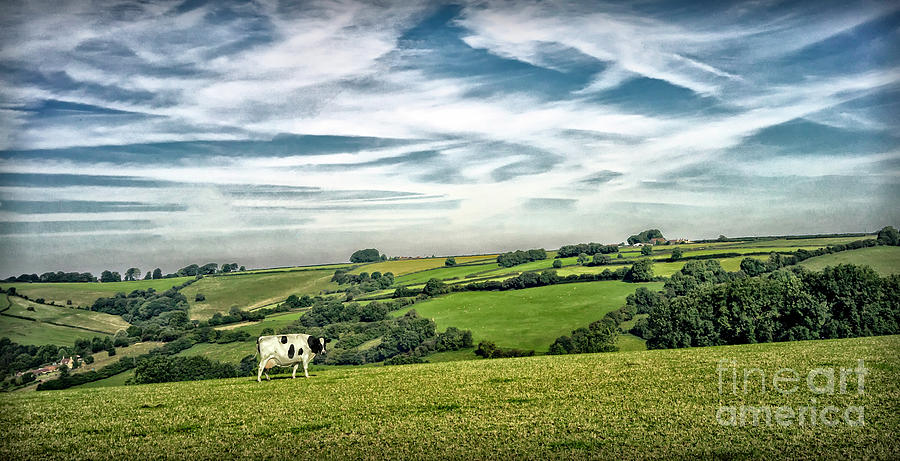 Sights in England - Cow in Pasture Photograph by Walt Foegelle