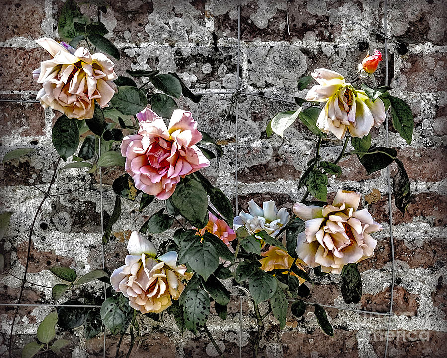 Sights in England - Roses Photograph by Walt Foegelle