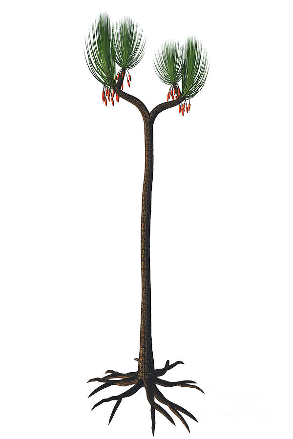 Sigillaria scutellata Tree Digital Art by Corey Ford
