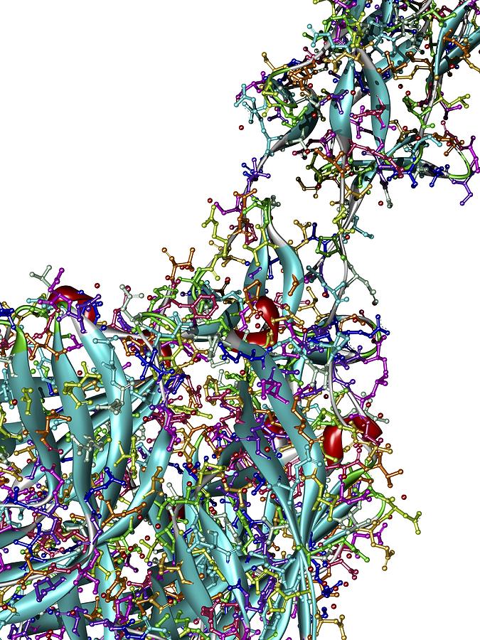 Sigma1 Protein Molecule, Artwork Photograph by Pasieka