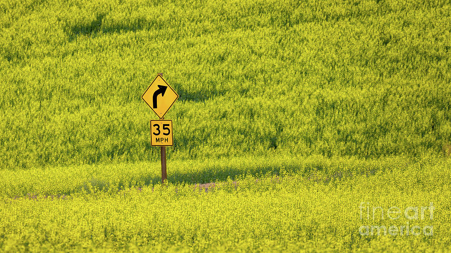 Sign in Canola Field Photograph by Jerry Fornarotto