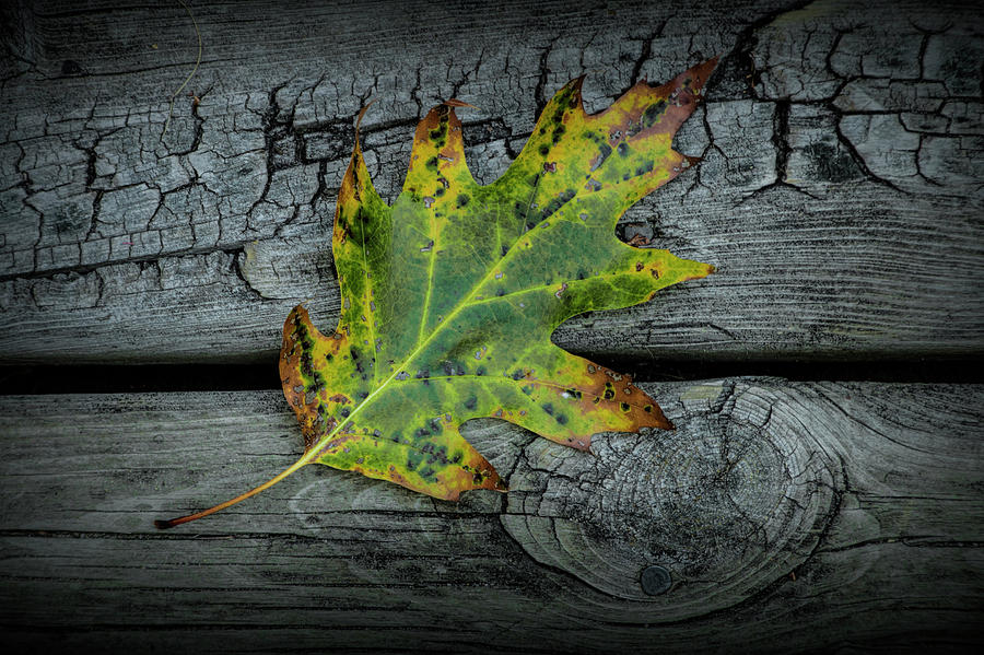 Sign of Autumn a Fallen Oak Leaf Photograph by Randall Nyhof