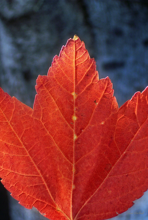Sign Of Fall Photograph by Donna Blackhall