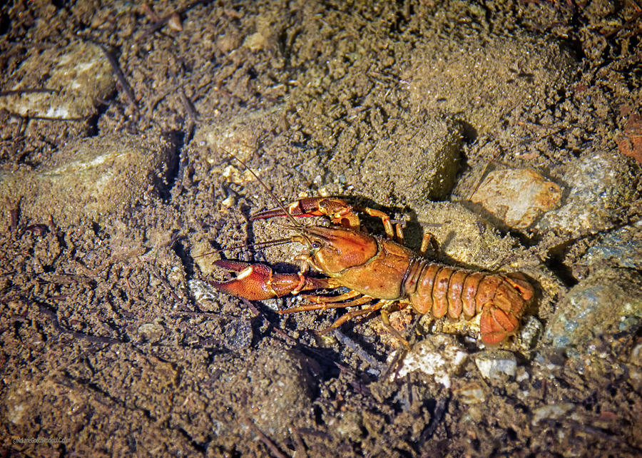Signal Crayfish Taylor Creek Lake Tahoe Photograph by LeeAnn McLaneGoetz McLaneGoetzStudioLLCcom