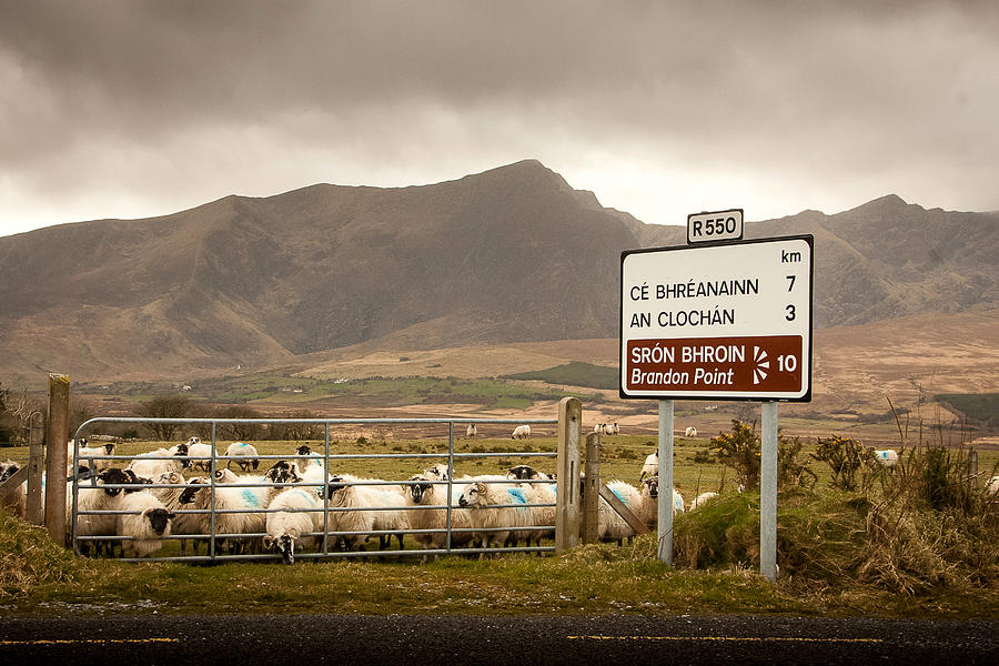 Sheep Photograph - Signd of Sheep by Mark Callanan