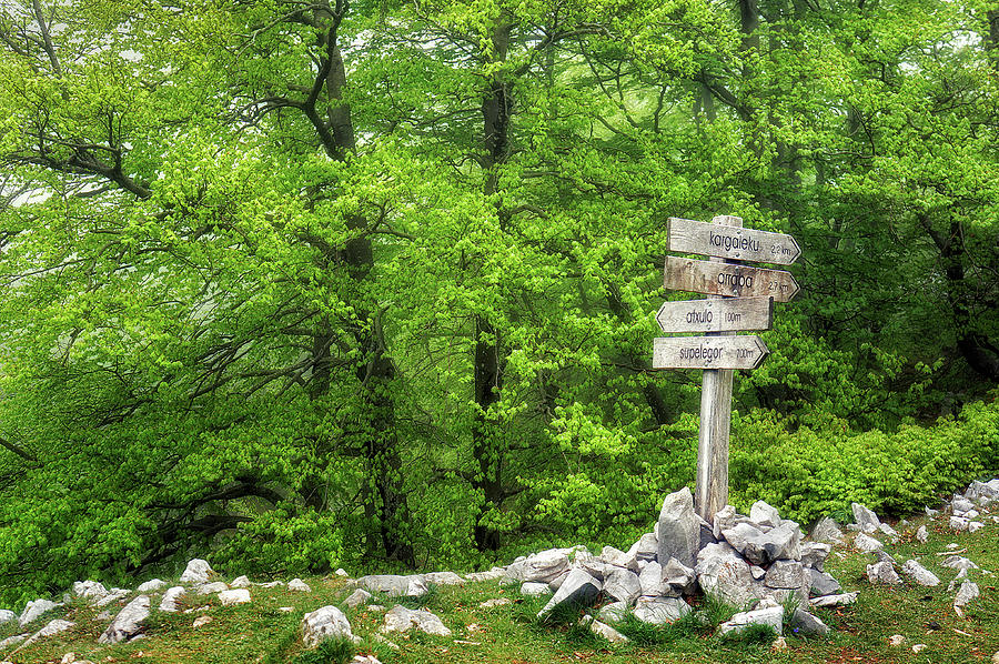 Signpost in the forest Photograph by Mikel Martinez de Osaba