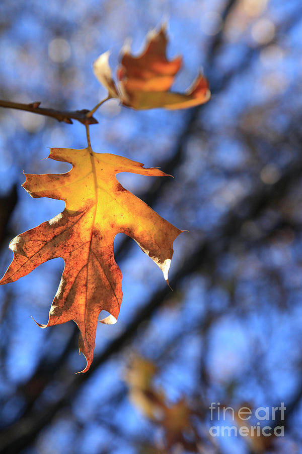 Autumn Photograph - Signs of Autumn  by Dean Triolo