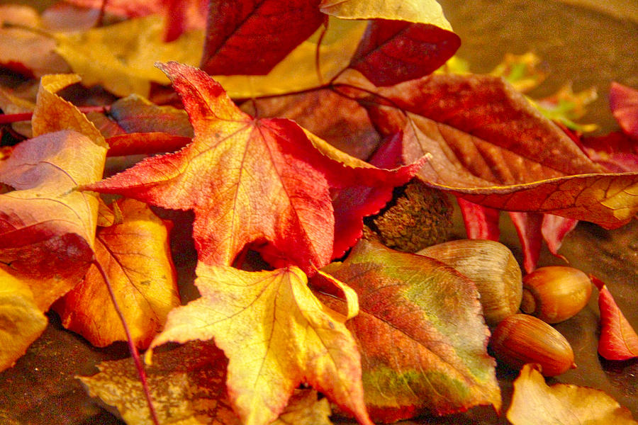 Signs of Fall Photograph by Linda James