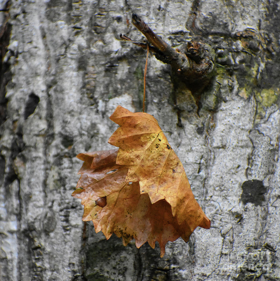 Signs Of Fall Photograph by Skip Willits