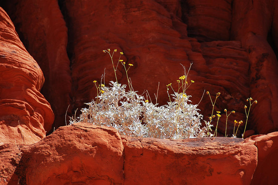 Signs of Life - Valley of Fire State Park Photograph by Darin Volpe