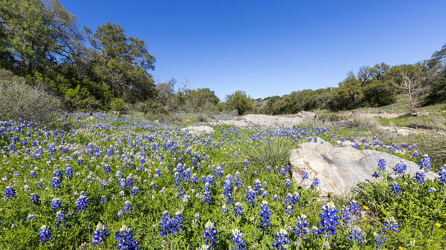 Signs of Spring in Texas Photograph by Stephen Stookey