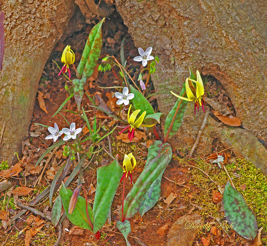 Flower Photograph - Signs of Spring in the Forest by Dorothy  Pugh