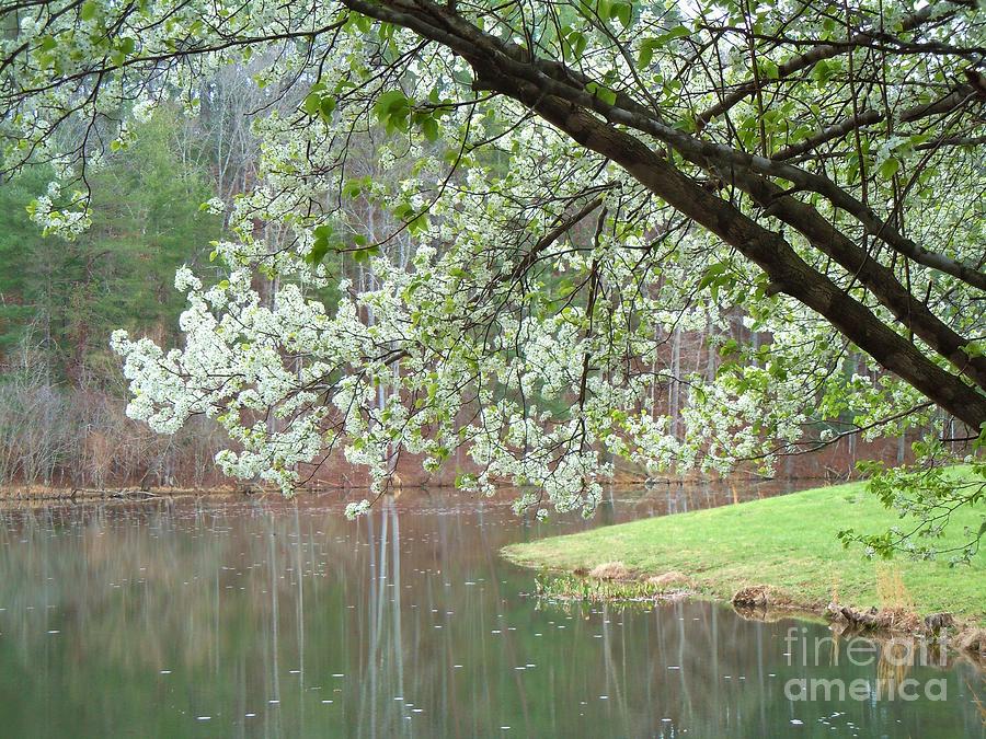 Tree Photograph - Signs of Spring  by Pauline Ross