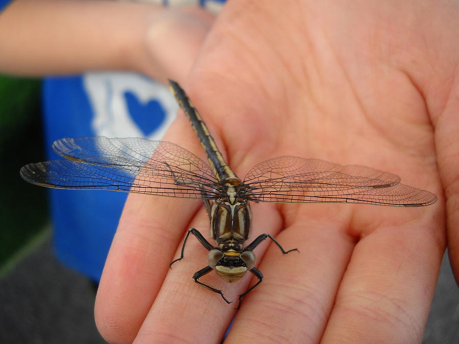 Sigrid has a Dragonfly Photograph by Kent Lorentzen