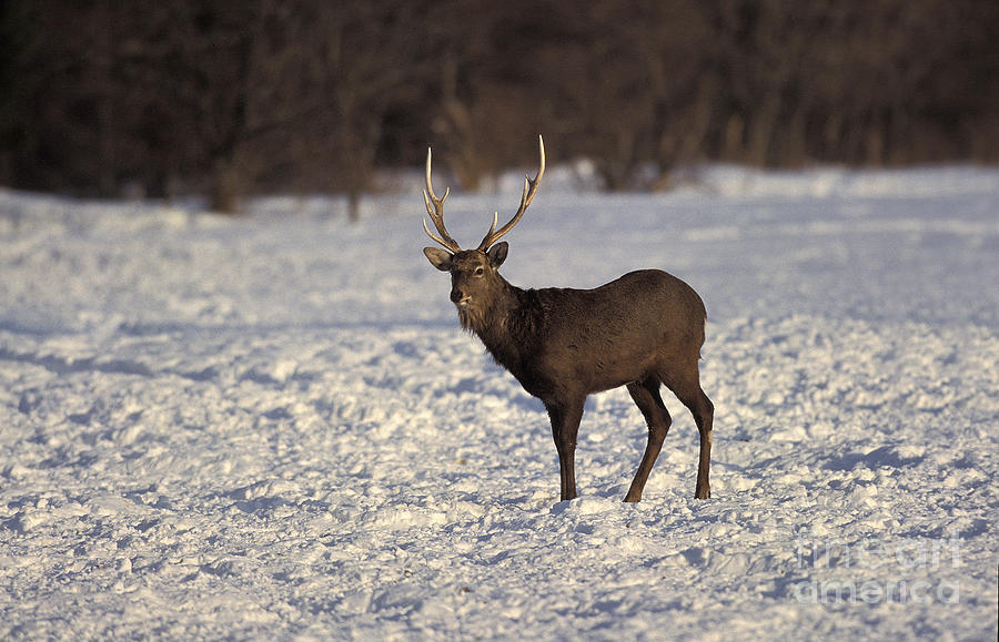Sika Deer Cervus Nippon Photograph by Gerard Lacz