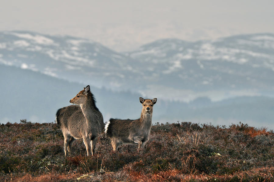 Sika Deer Photograph by Gavin Macrae