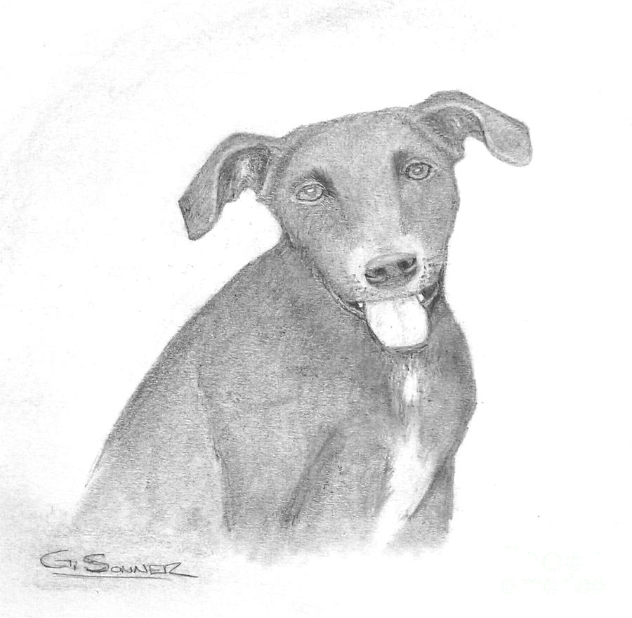 Silas Drawing by George Sonner