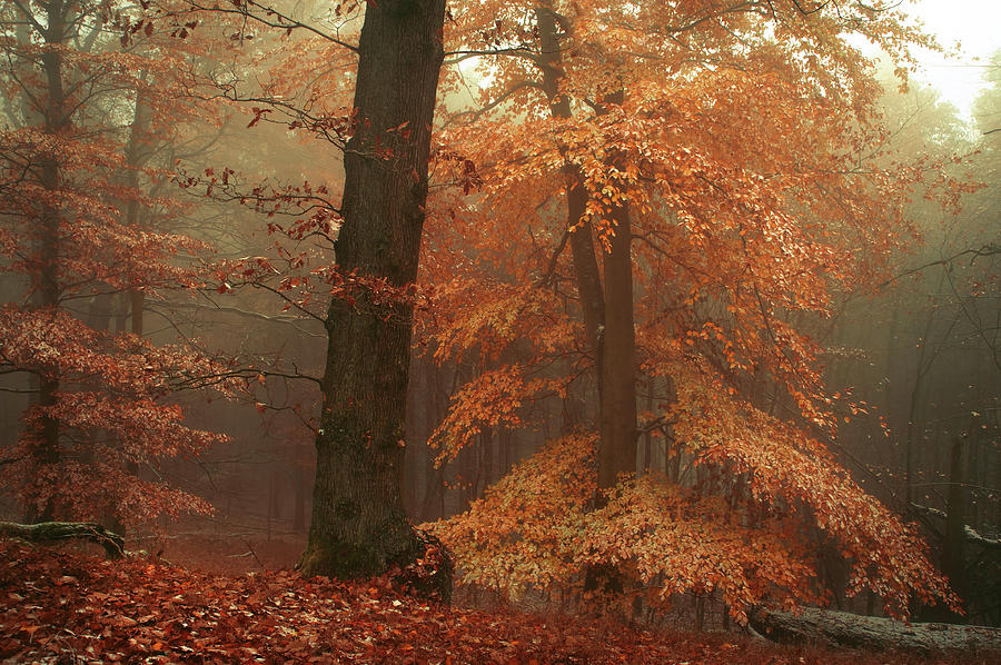 Tree Photograph - Silence In Misty Woods by Jenny Rainbow