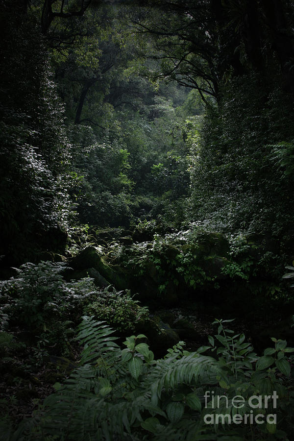 Nature Photograph - Silence is Round Me   - Mokulehua by Sharon Mau