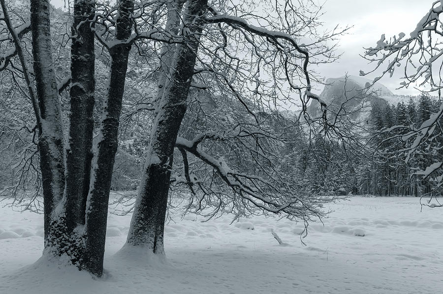 Silence Of The Winter Photograph