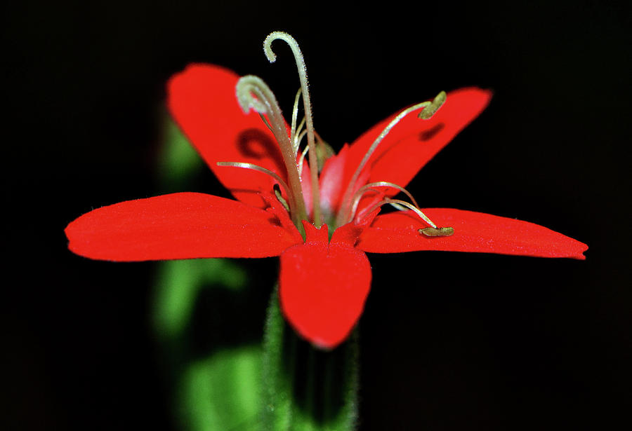 Silene regia - Royal Catchfly 001 Photograph by George Bostian
