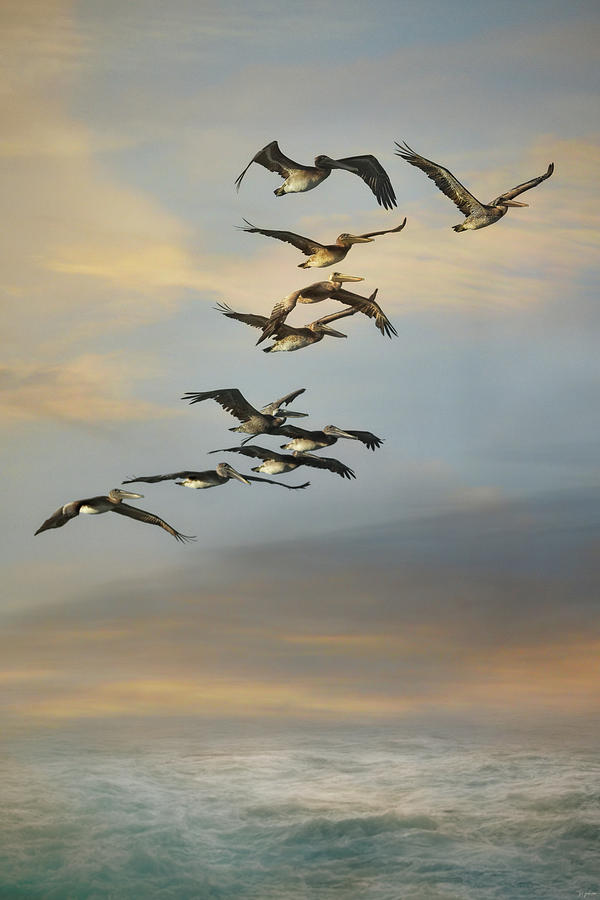 Silent Flock Photograph by Jai Johnson