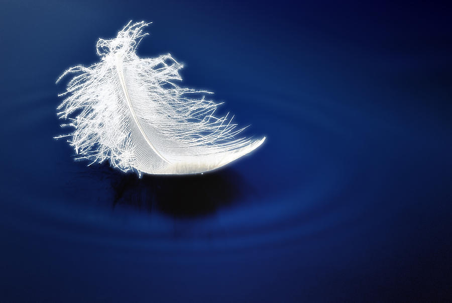 Feather Still Life Photograph - Silent Impact by Mark Fuller