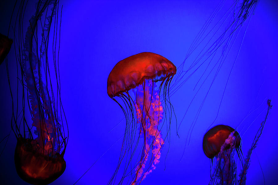Animal Photograph - Silent Jellies by Jeff Folger