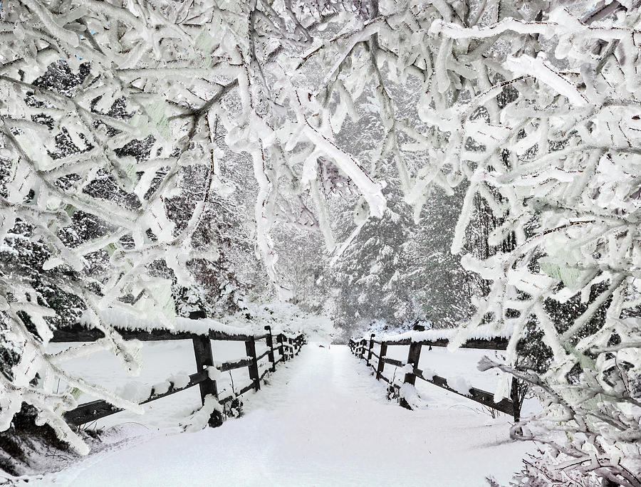 Silent Path in the Snow Photograph by Debra and Dave Vanderlaan
