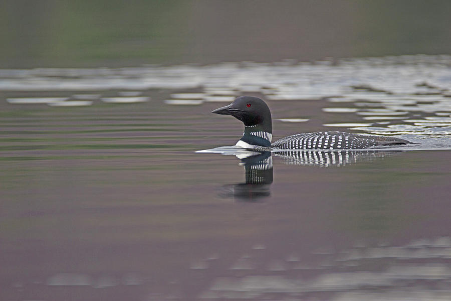 Wildlife Photograph - Silent Running - Common Loon - Gavia Immer by Spencer Bush