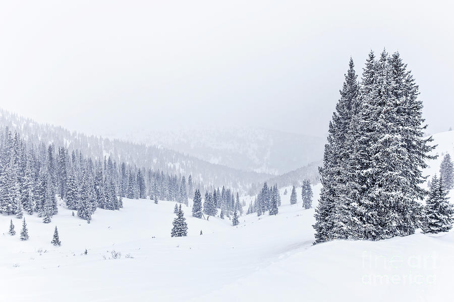 Silent Snow Photograph by Evelina Kremsdorf