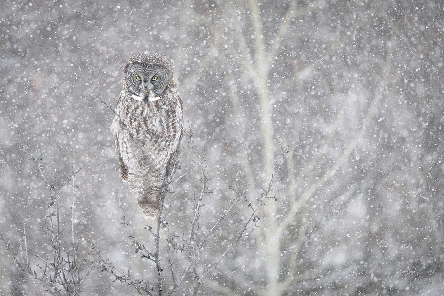 Owl Photograph - Silent Snowfall Landscape by Everet Regal