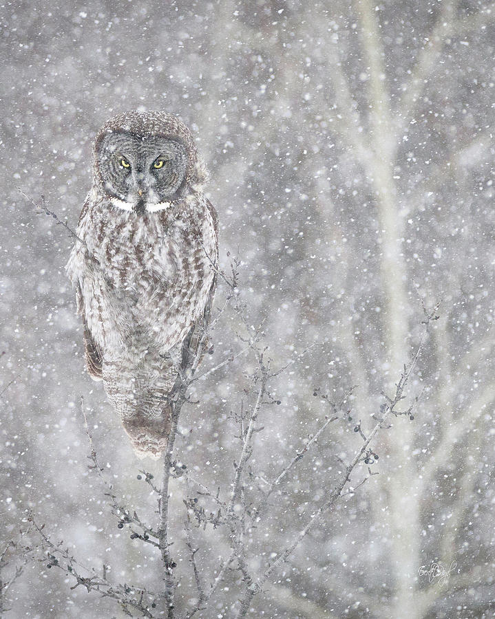 Silent Snowfall Portrait Photograph by Everet Regal