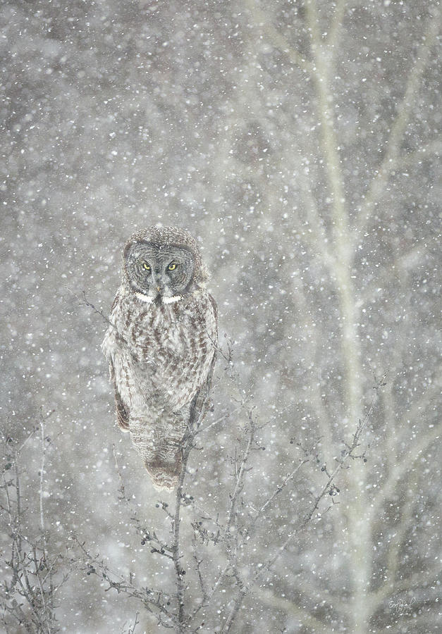 Owl Photograph - Silent Snowfall Portrait II by Everet Regal