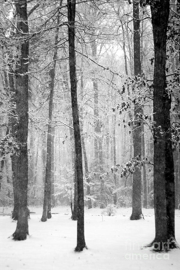 Silent Snowfall Serenity Photograph by Suzanne Powers