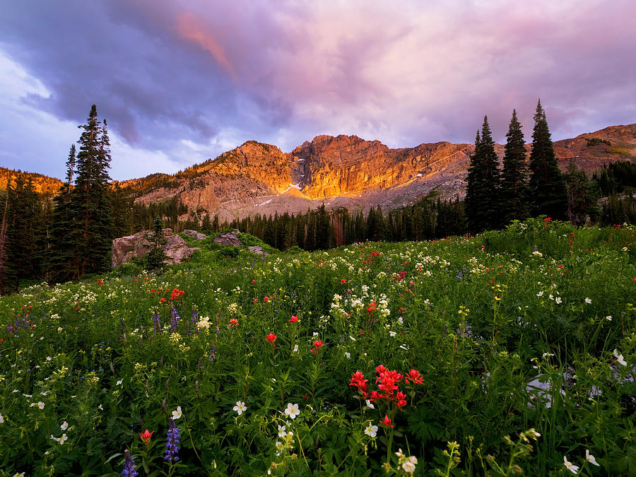 Silent Stirrings Photograph by Emily Dickey - Fine Art America