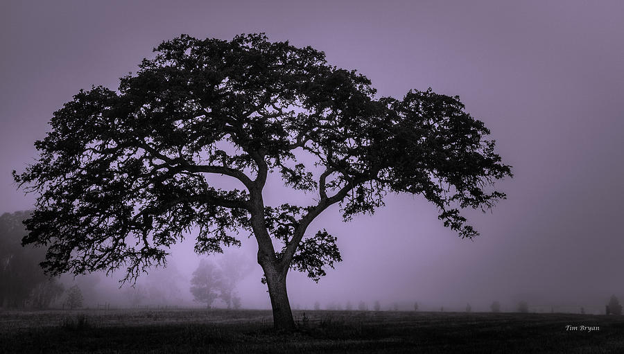 Black And White Photograph - Silent Sunday Morning by Tim Bryan