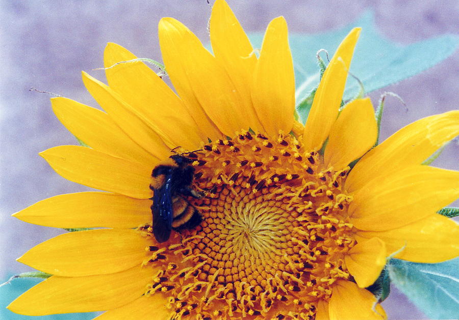 Sunflower Photograph - Silent Sunflower Bee by Diane Backs-Mancuso