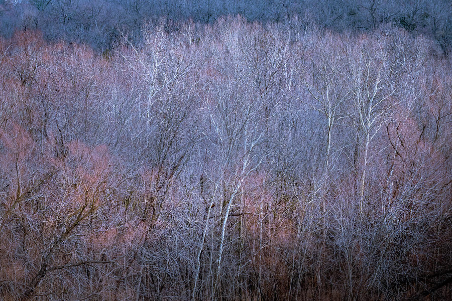 Silent Trees Photograph by Allin Sorenson