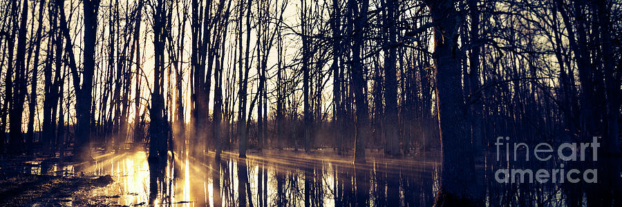 Silent Woods #4 Photograph by RicharD Murphy