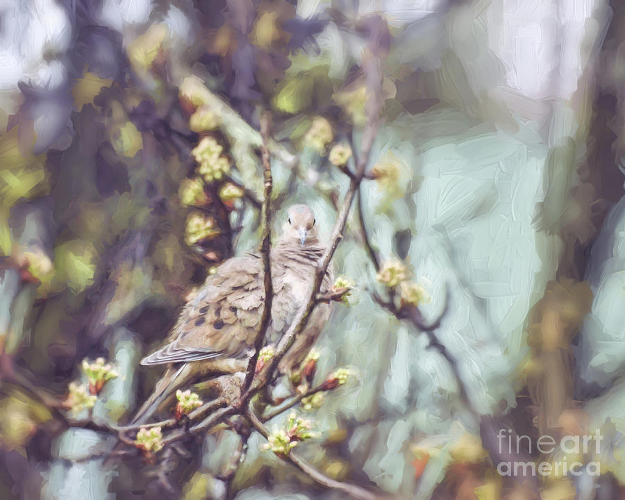 Bird Photograph - Silently Waiting - Mourning Dove  by Kerri Farley