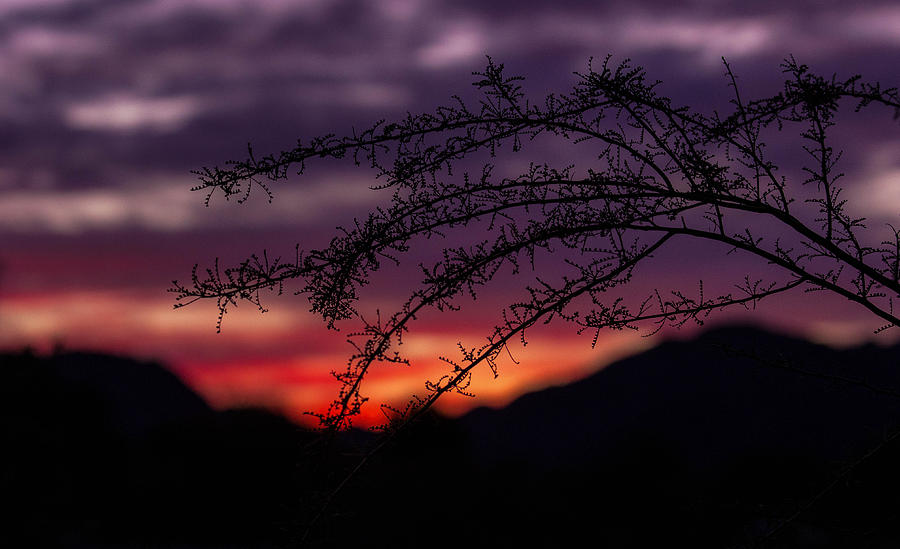 Silhouette against Purple Sky Photograph by Amy Sorvillo