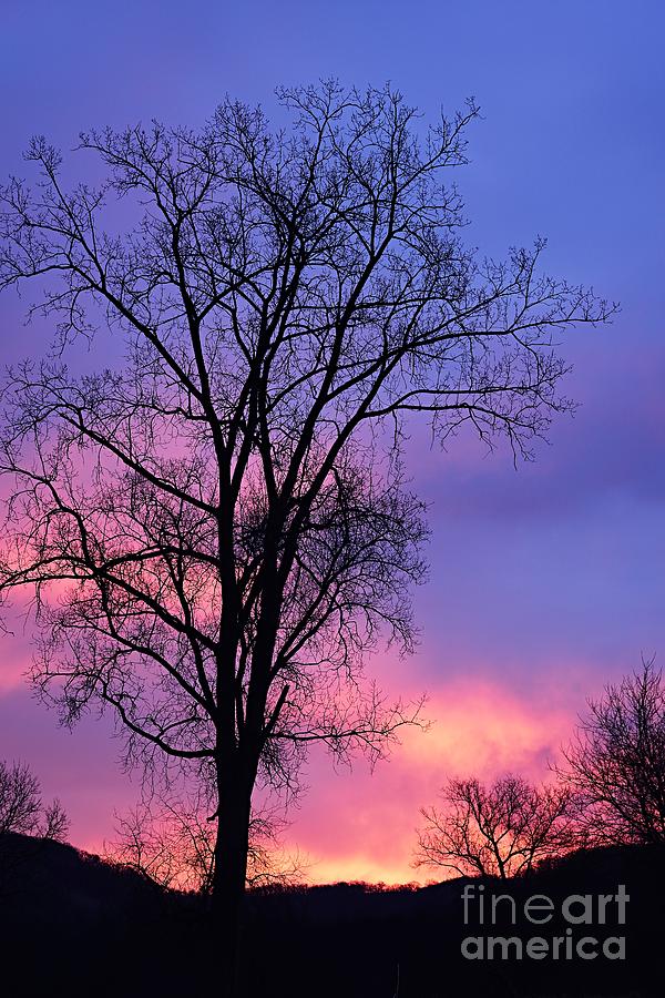 Silhouette at Dawn Photograph by Larry Ricker