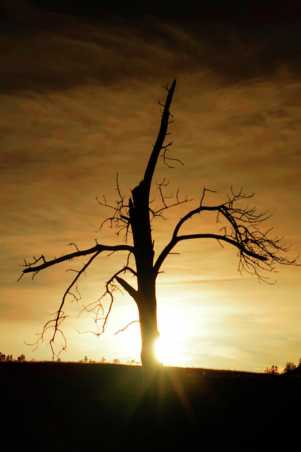 Silhouette at Sunset by Bill Gabbert Silhouette at Sunset by Bill Gabbert