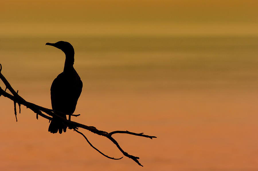 Silhouette Cormorant Photograph by Sebastian Musial