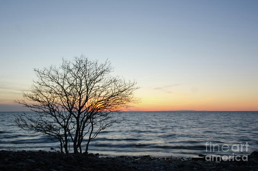 Silhouette Of A Bare Tree By The Coast At Sunset Photograph