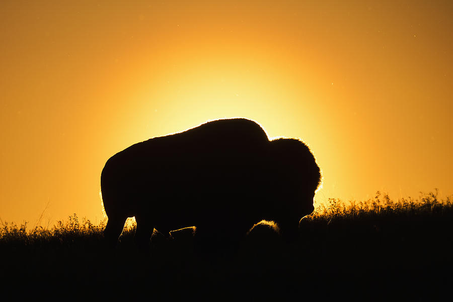 Silhouette Of A Bison At Sunset Photograph by Robert Postma